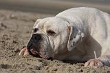 BOULEDOGUE AMERICAIN 161